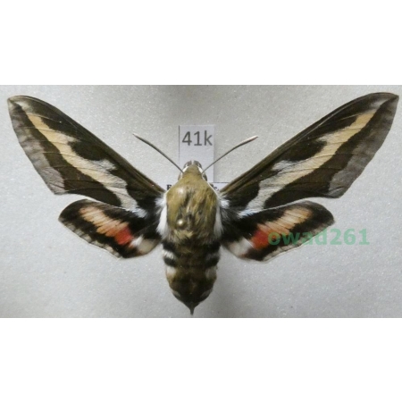 Hyles gallii (Rottemburg, 1775) Czech 63mm41k